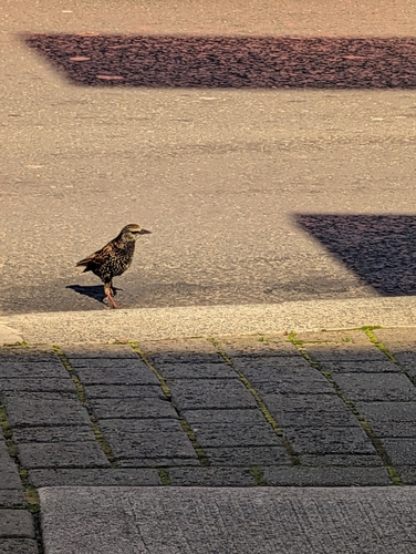 European Starling