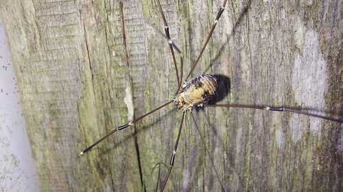 Leiobunum limbatum