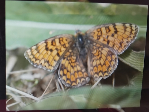 Knapweed Fritillary