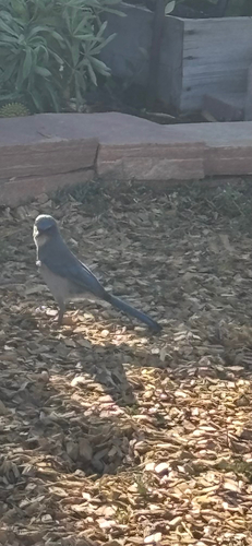 Woodhouse's Scrub-Jay