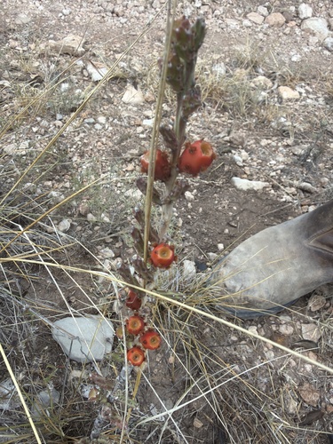 Christmas cholla