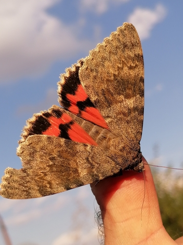 French Red Underwing