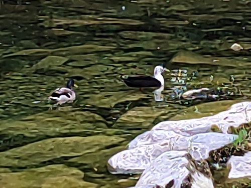 Domestic Mallard