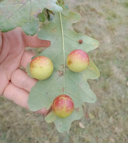 Cherry Gall Wasp