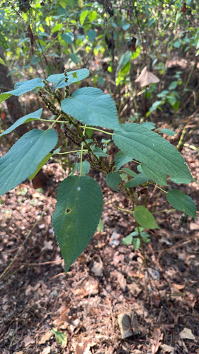 false nettle