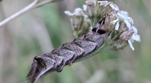 Dot Moth