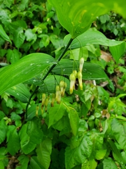 Polygonatum biflorum biflorum