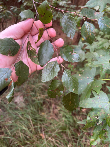 Betula nigra, photograph 4