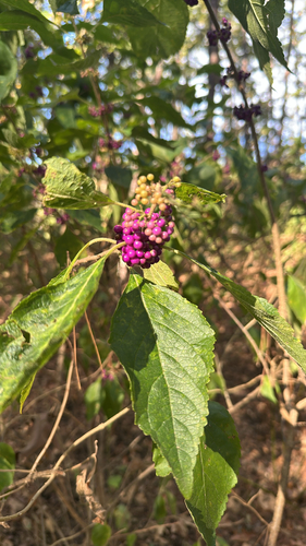 American beautyberry