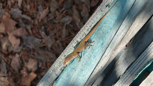 Green Anole