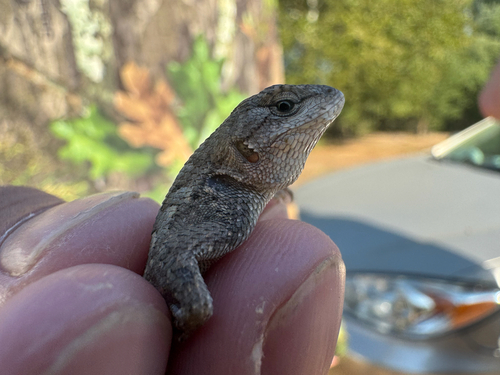 Prairie Lizard