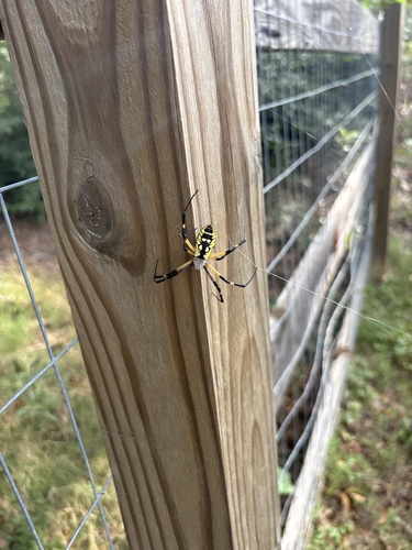 Yellow Garden Spider