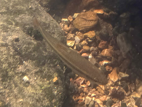 Hornyhead Chub