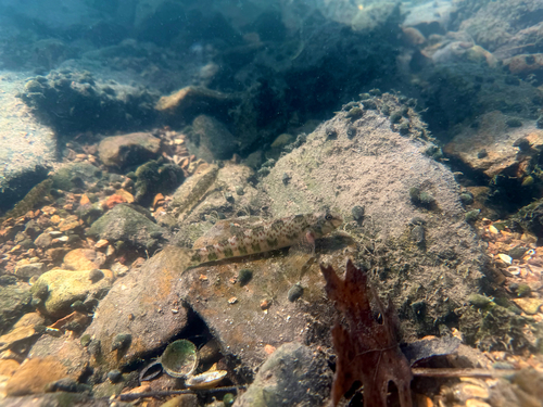 Greenside Darter
