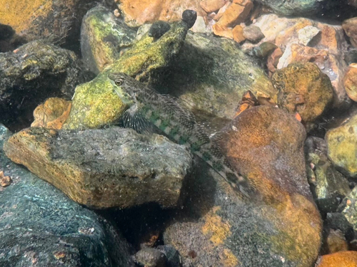 Banded Darter