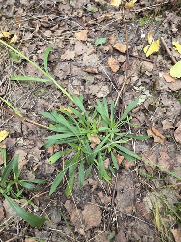 Sticky Catchfly