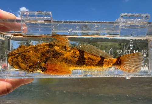 Banded Sculpin