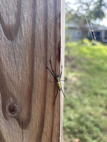 Joro Spider