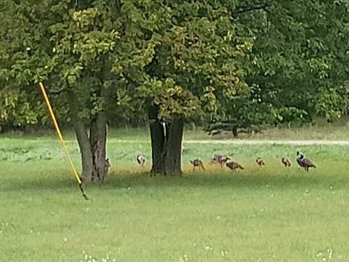 Wild Turkey