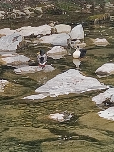 Mallard