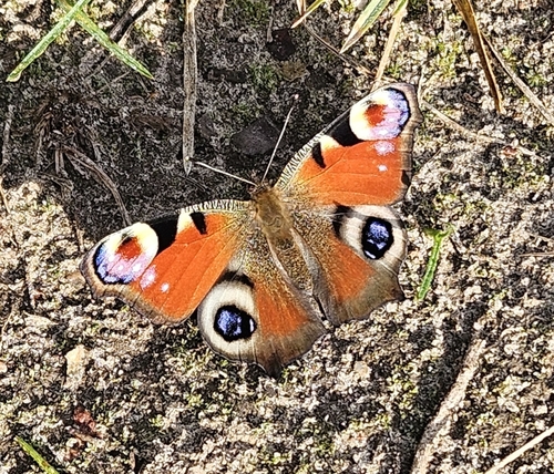 European Peacock Butterfly