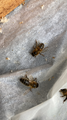 Western Honey Bee