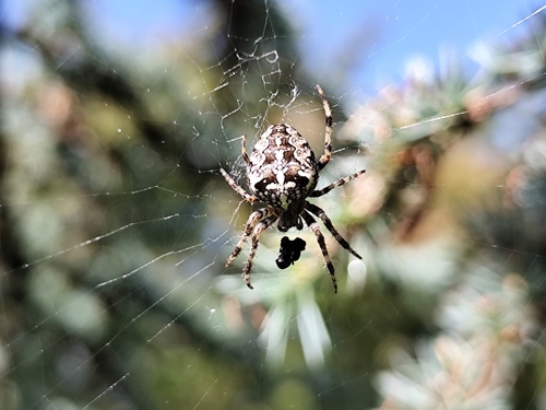 Cross Orbweaver