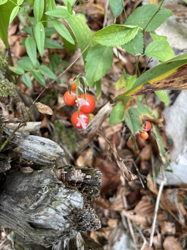 European lily of the valley