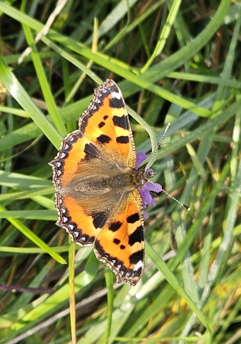 Small Tortoiseshell