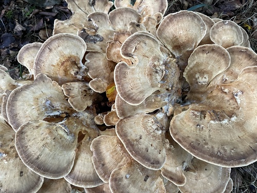 Giant Polypore