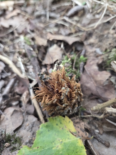 Oak Artichoke Gall Wasp