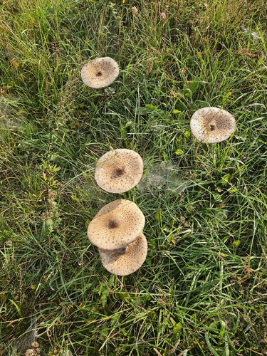 Parasol