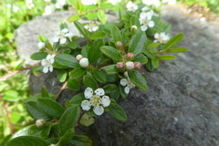 Cotoneaster × suecicus