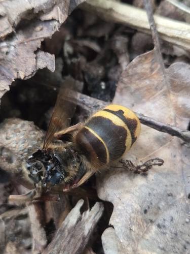 European Hornet