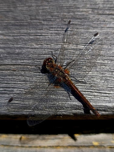 Black Meadowhawk
