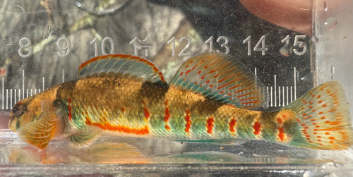Missouri Saddled Darter