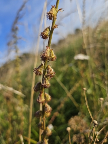 common agrimony