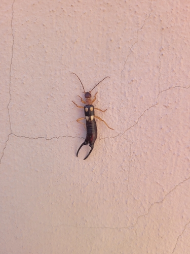 Smyrnean Earwig