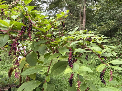 American pokeweed