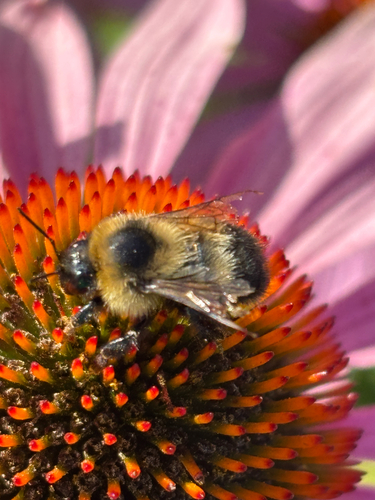 Red-belted Bumble Bee