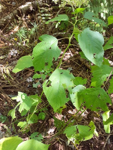 wood nettle