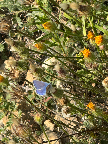 Common Blue