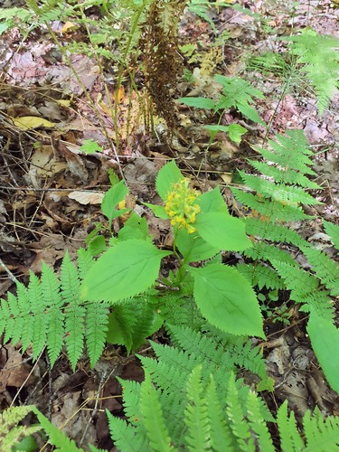 broad-leaved goldenrod