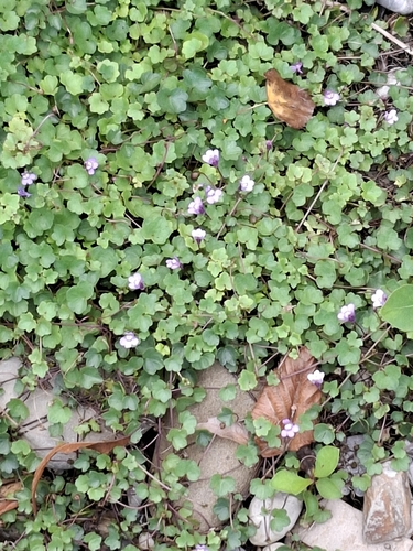 Ivy-leaved toadflax