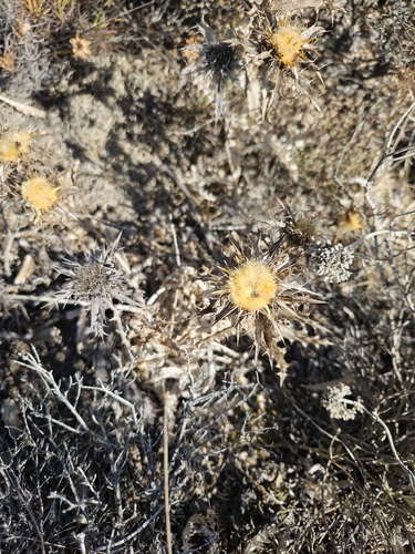 Carlina hispanica