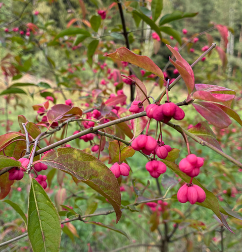 Spindle