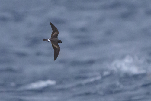 iNaturalist image
