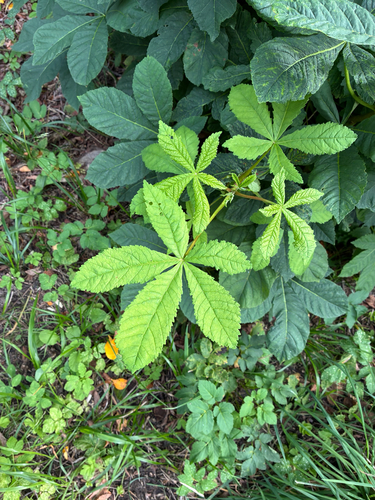horse-chestnut