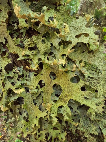 Tree Lungwort