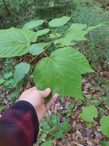 striped maple